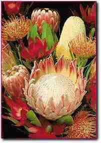 Protea flowers