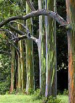 Eucalyptus trees