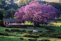 Maui Upcountry Ranch